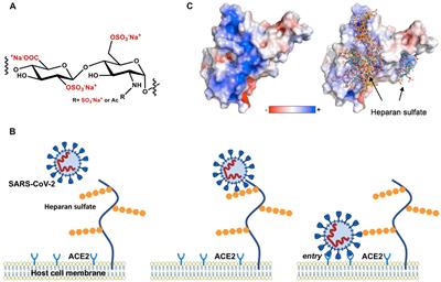 Respiratory viruses interacting with cells: the importance of electrostatics